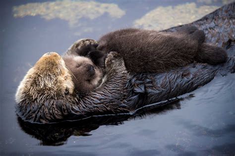 The sea otter population in the SF Bay could skyrocket. If they can get ...