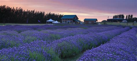 Olympic Lavender Festival - Sequim Lavender Experience