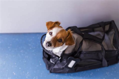 Why Do People Travel With Pets?