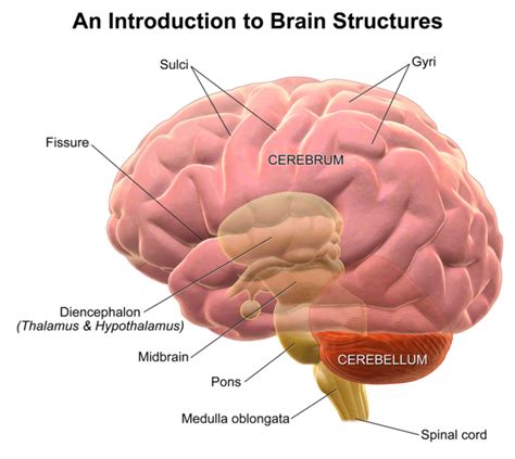 Structure and Function of the Brain | Boundless Psychology | | Course Hero