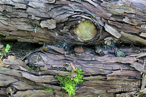 Spruce Logs Photograph by Stephen Farhall