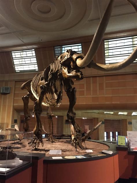 A skeleton of a woolly mammoth | Natural science museum, Wooly mammoth, Mammoth