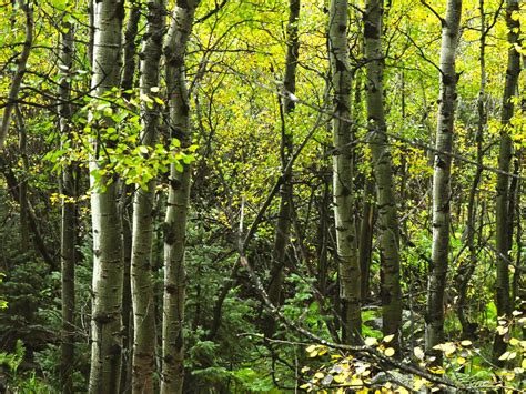 Colorado Aspen Forest | Smithsonian Photo Contest | Smithsonian Magazine