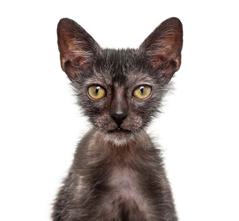 FelineLiving.net | Werewolf cat, Lykoi cat, Cats