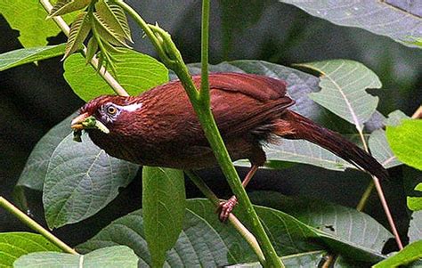 Desert Birds & Adaptations | Types of Desert Birds | BioExplorer