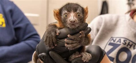 Red Ruffed Lemur Infant Born at Nashville Zoo | The Animal Facts