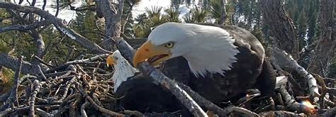 The Big Bear Bald Eagle Nest is a Much-Watch Live Cam « Adafruit ...