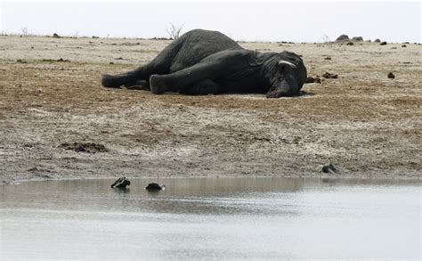 Poaching will make Elephants and Rhinos 'Extinct by 2034'