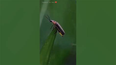 Jugnu | Nature Beauty | Beautiful Creatures | Connect to feel ️ ...