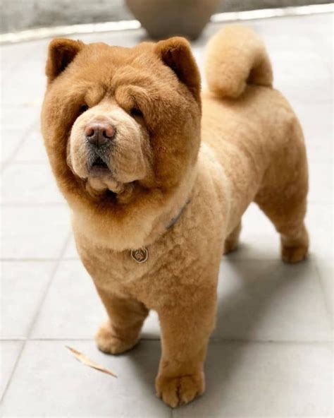 Impossibly Fluffy Chow Chow Pup Looks Like an Adorable Teddy Bear Come to Life | Teddy bear dog ...