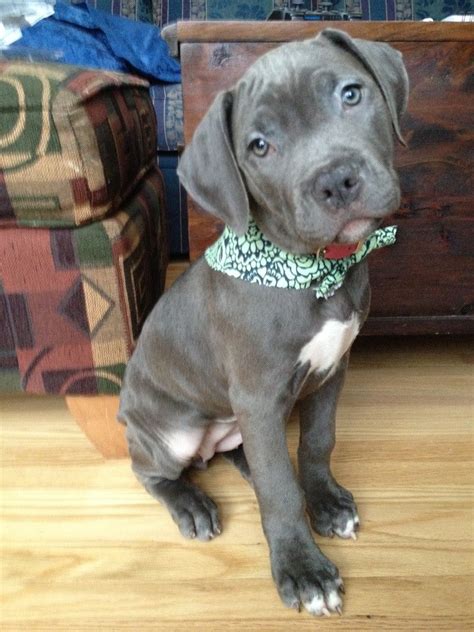 14660 – Baby Pittie is beyond adorable. | Cute animals, Cute pictures ...