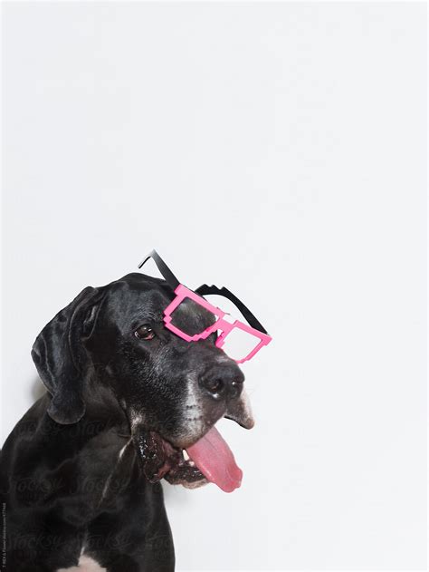 "Cute Dog Wearing Funny Glasses" by Stocksy Contributor "Danil Nevsky ...