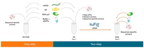 Five Steps to Fast RT-PCR | Thermo Fisher Scientific - US