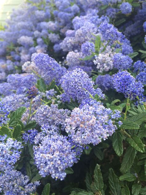 California Lilac (ceanothus species): Your lovely flowering shrub is ...