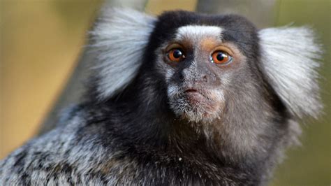 Video: How marmoset babies learn to talk | Science | AAAS