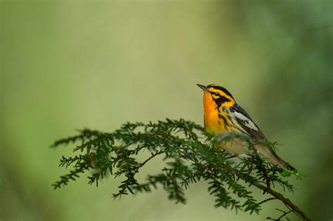 The Birds are Disappearing | Montana Wildlife Federation