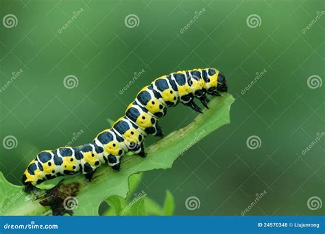 Butterfly Larva - Caterpillar Stock Photo - Image of markings, biology: 24570348