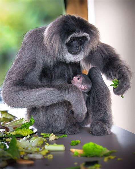 Extremely rare silvery gibbon born at Isle of Man wildlife park | indy100