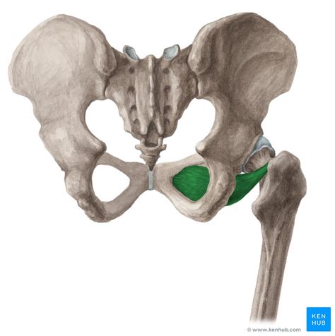 Obturator externus: Origin, insertion, innervation,action | Kenhub