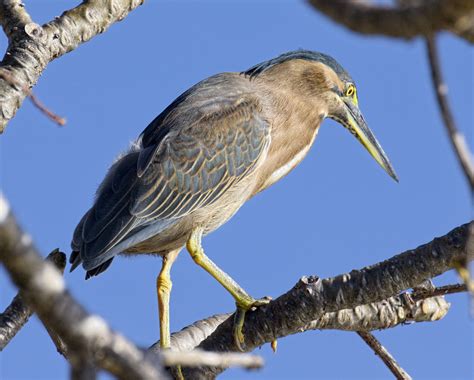 Striated Heron | Great Bird Pics