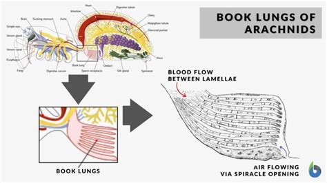 Book lungs Definition and Examples - Biology Online Dictionary