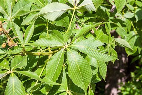 Buckeye tree leaf Tree Leaves, Plant Leaves, Buckeye Tree, Plant Identification, Trees, Plants ...