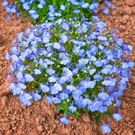 Lobelia Flower Garden Seeds - Cambridge Blue - 1000 Seeds - Upright, Annual Flower Gardening ...