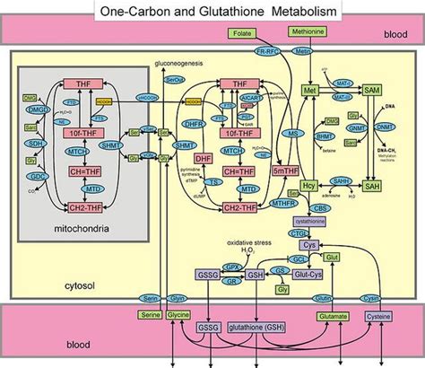 Methylation cycle hypothesis - MEpedia