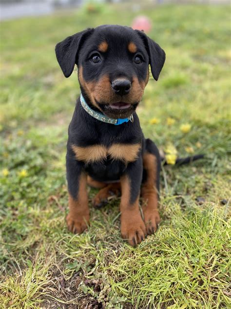 Rottweiler - Stonehaven Park Puppies