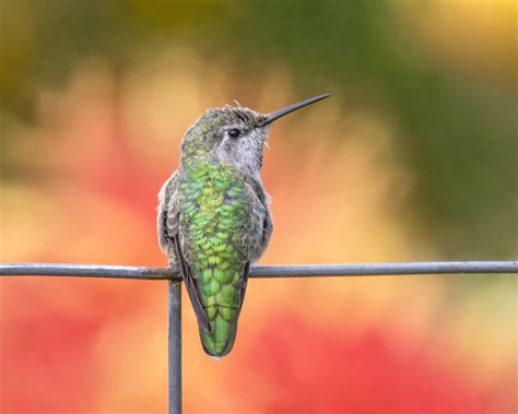 Hummingbirds see colours humans can only imagine | UBC Science - Faculty of Science at the ...