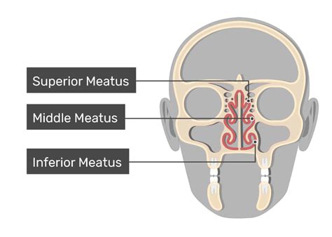 Turbinate Bones (Nasal Conchae): anatomy and diagram | GetBodySmart