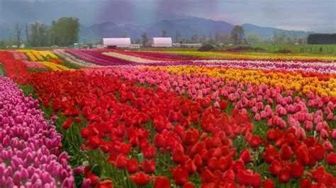 Abbotsford Tulip Festival 2017 - YouTube