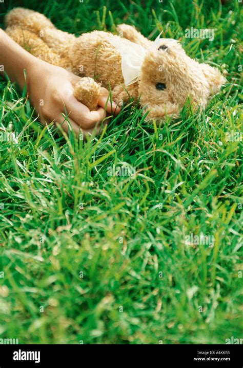 Hand holding teddy bear in grass Stock Photo - Alamy