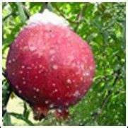20 Fruit Trees ideas | fruit trees, fruit, pollination