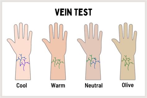 Skin Tones and Skin Undertones Chart (Warm, Cool, Neutral, Olive)