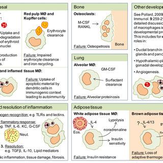 (PDF) Tissue-resident macrophages