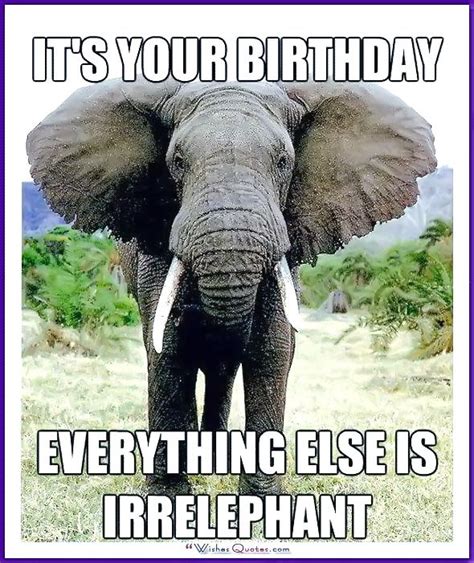 Funny Animal Birthday Meme: Everything else is irrelephant! Happy Birthday Elephant, Happy ...