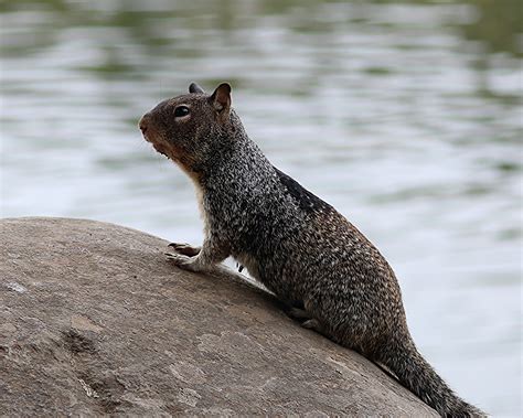 Creature Feature: California ground squirrel