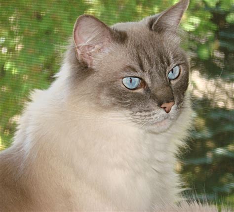 Different Types Of Ragdoll Cats Breeds