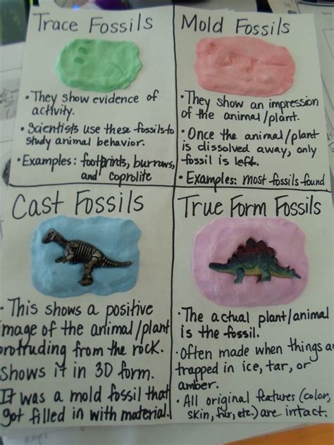 Four Types of Fossils | Fossils, Elementary science, Science lessons