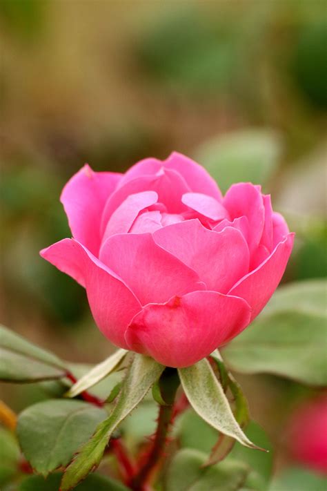 Pink Rose Close-up Free Stock Photo - Public Domain Pictures