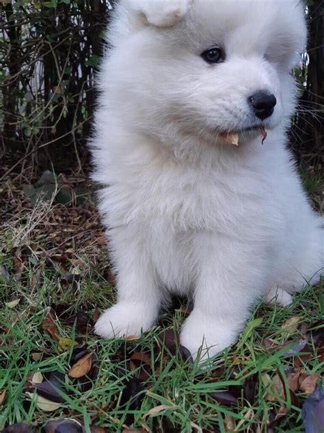 45+ Miniature Samoyed Puppy For Sale - l2sanpiero