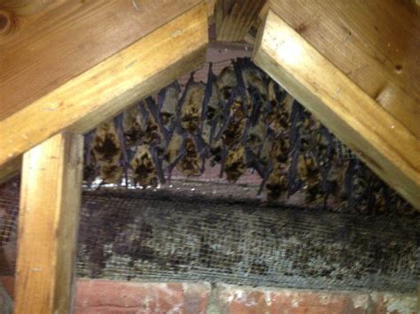 Bats in Attic? Here are some signs & tips | Precision Wildlife Removal