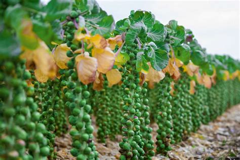 How to Grow and Care for Brussels Sprouts