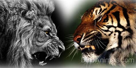 Lion Vs Tiger