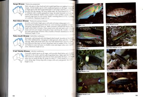 Guide to Sea Fishes of Australia: A Comprehensive and Practical ...