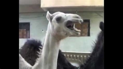 Funniest Camel Laugh ever! - YouTube