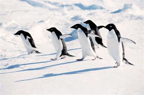 New bird flu infects Antarctic penguins