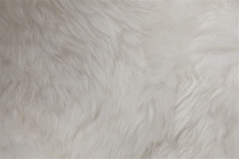 Detail of White Fluffy Wool Texture Background Stock Image - Image of ...