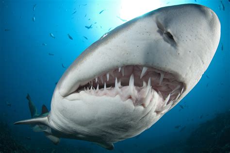 Tubarão Baleia Tem Dente - ACSEDU